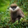 Hulman rudolici - Semnopithecus vetulus - Purple-faced Leaf Monkey o6853